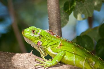 Hotel Palace Guayaquil | GUAYAQUIL | Gallery 9